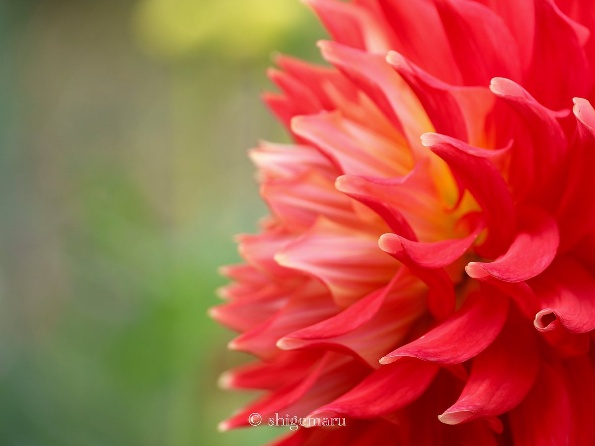 shigemaru_free's tweet photo. カメラがまだまだ使い慣れないから試行錯誤😇

 #ファインダー越しの私の世界ᅠ 
 #キリトリセカイ
 #EOSR6MarkII 
 #my_eos_photo 
 #日光花いちもんめ https://t.co/PfhtaEkCPF
