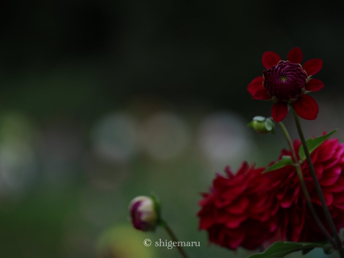 shigemaru_free's tweet photo. カメラがまだまだ使い慣れないから試行錯誤😇

 #ファインダー越しの私の世界ᅠ 
 #キリトリセカイ
 #EOSR6MarkII 
 #my_eos_photo 
 #日光花いちもんめ https://t.co/PfhtaEkCPF