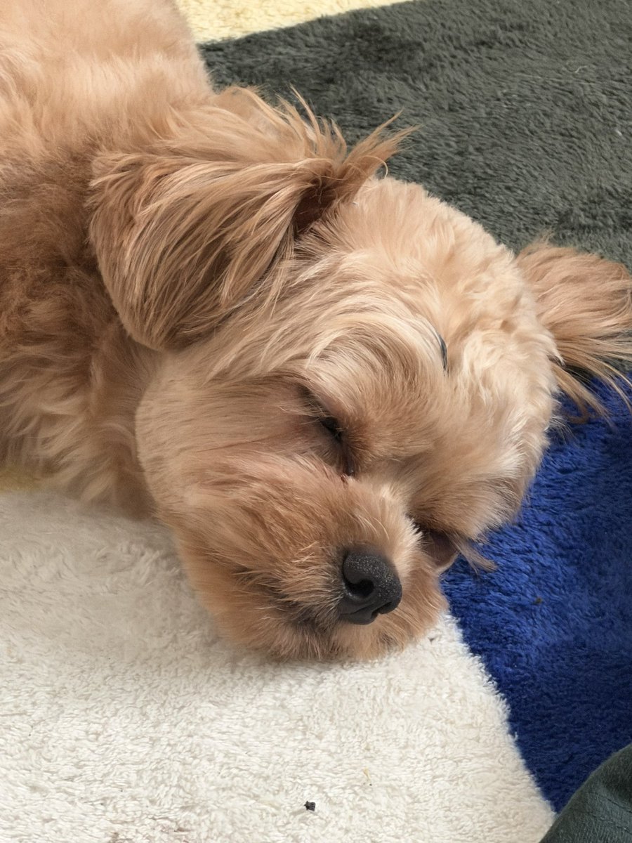 ryuma_shy's tweet photo. おやすみ🐶 https://t.co/IBeccQaU3v