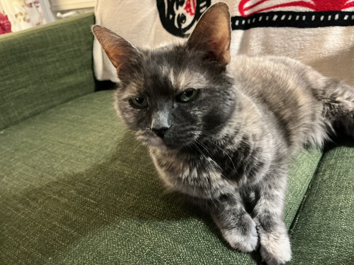 rapidlytravis's tweet photo. my babys being put down today
we got her in 2014 from a family friend
i love her so very much

mrs marvel, 2006-2026 https://t.co/pbvyIPIp9z