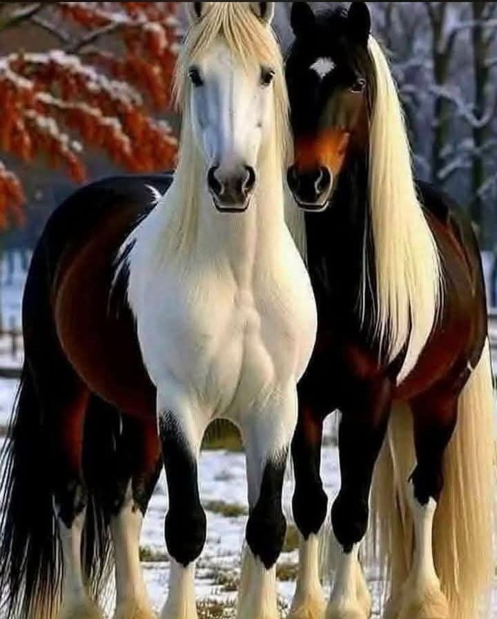 Haron416197's tweet photo. .
.
.
.
كالخيلِ، لا يُقاس جمالنا بزينةٍ نرتديها بل بأصالتنا...♥️🦋
.
... https://t.co/YgAoQg89js