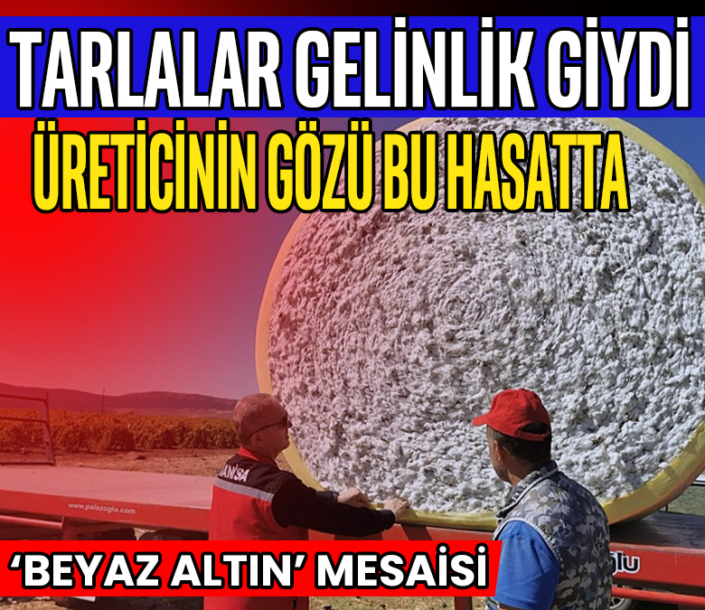 yeniasir's tweet photo. Manisa'nın önemli pamuk üretim merkezlerinden Saruhanlı ilçesinde hasat başladı   
https://t.co/gf0DXAboAH https://t.co/JyPfw2115u