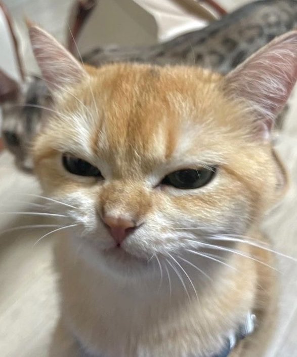 gawinoopy's tweet photo. i see no difference 😾 https://t.co/8jiZyhXYsp