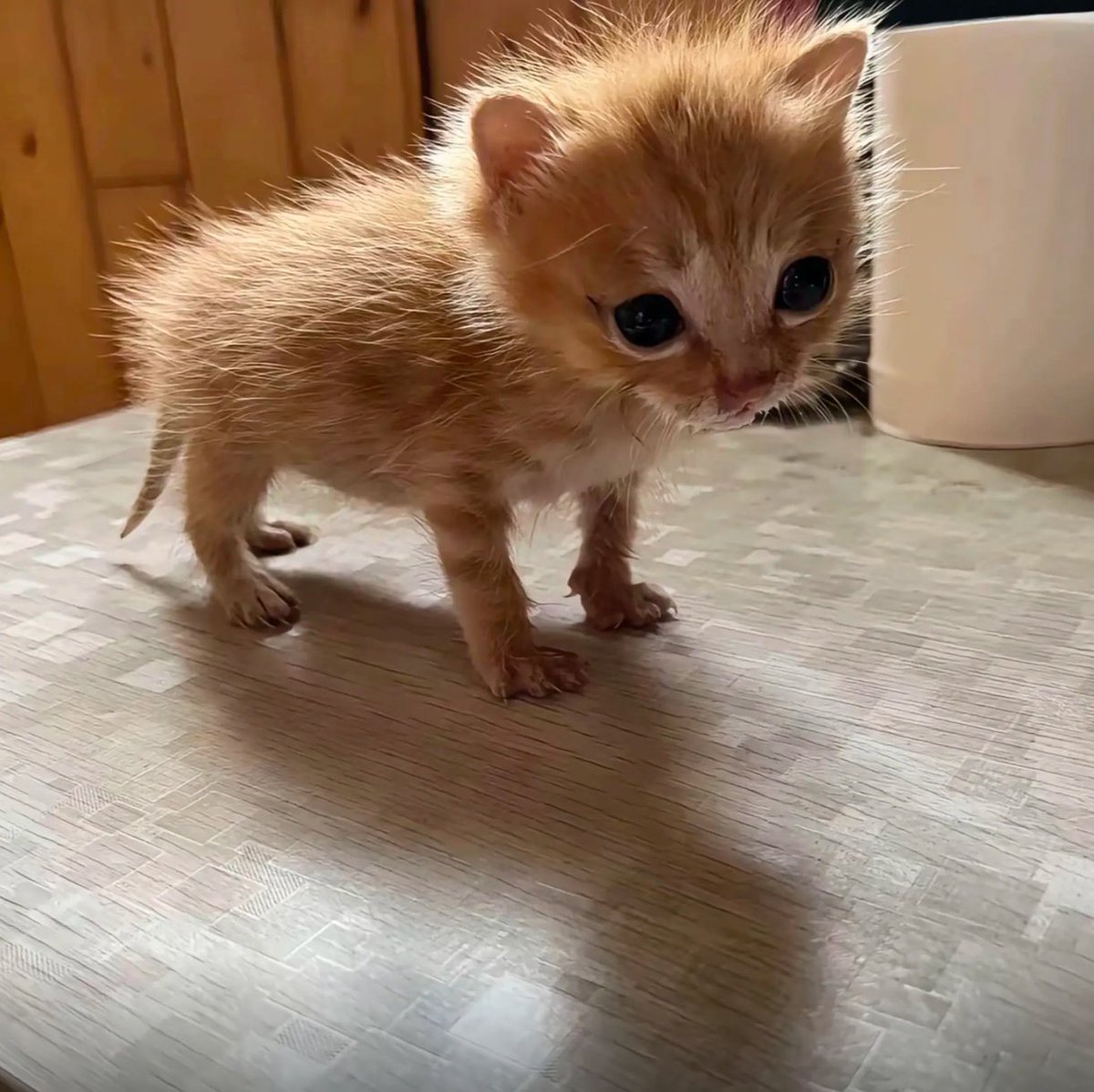 culKitten's tweet photo. https://t.co/Xjf6deIcU5