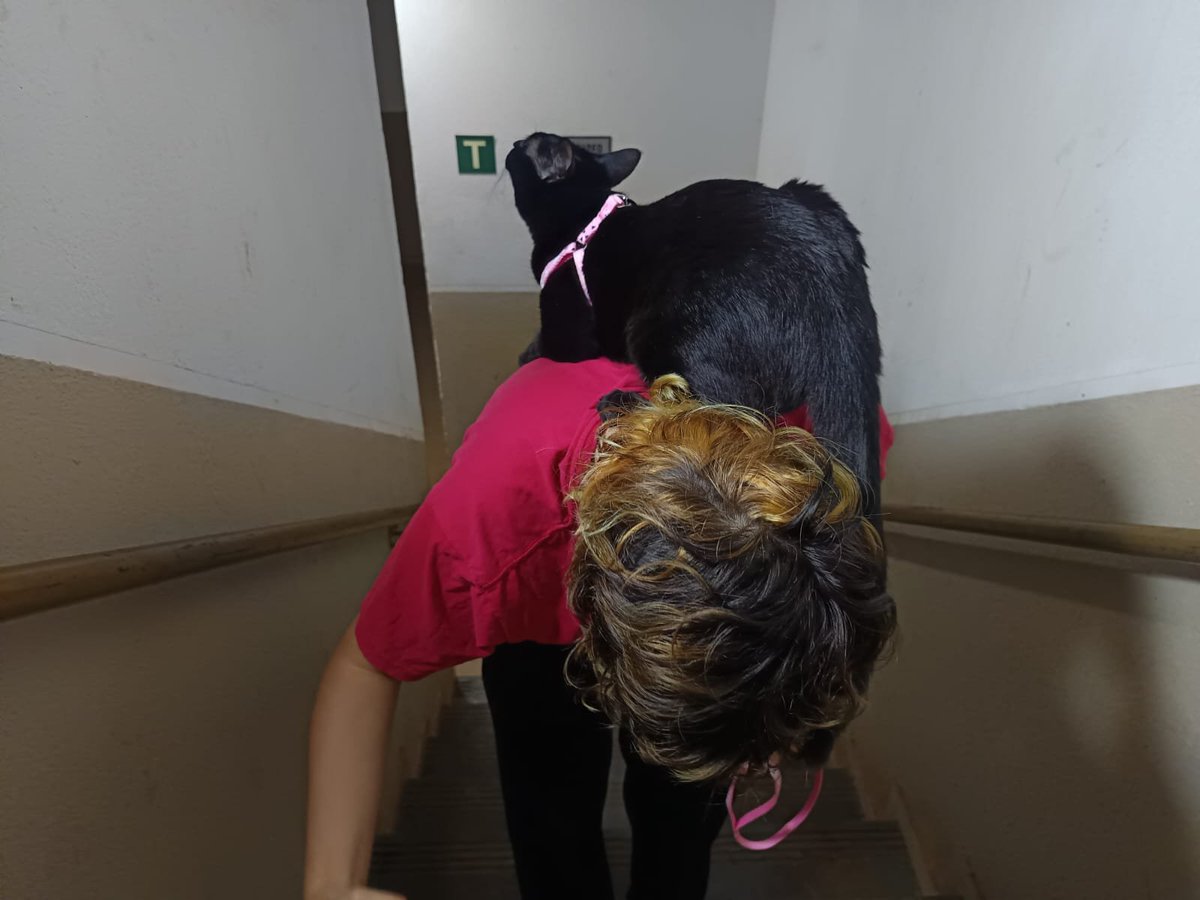 Matheodorelindo's tweet photo. eu amo mimar minha gata e sempre vou mimar ela https://t.co/WZVFIn5nGy