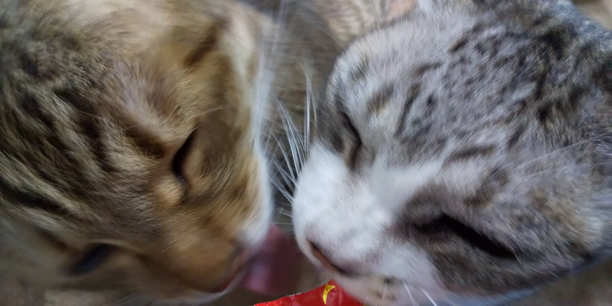 kurohigechibi's tweet photo. 淀くん VS チビくん
ちゅ～る争奪戦😼😼 https://t.co/oCGaX9Gd6A