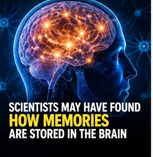 amazing_physics's tweet photo. 🧠 Scientists Are Uncovering How the Brain Stores Memories
📋
Every memory you carry — a face, a place, a voice, a moment — is encoded through physical changes inside your brain.
Scientists have identified specialized groups of neurons, often called memory engram cells, that become active when memories are formed and can reactivate when those memories are recalled.
Research suggests that memories aren't stored like individual files on a computer. Instead, they emerge from complex networks of neurons and changing connections between them.
Scientists are still uncovering exactly how these networks preserve memories for years — and why some memories disappear while others last a lifetime.
Your memories aren't stored in one place. They're written across a living, changing network. 🧠✨
#