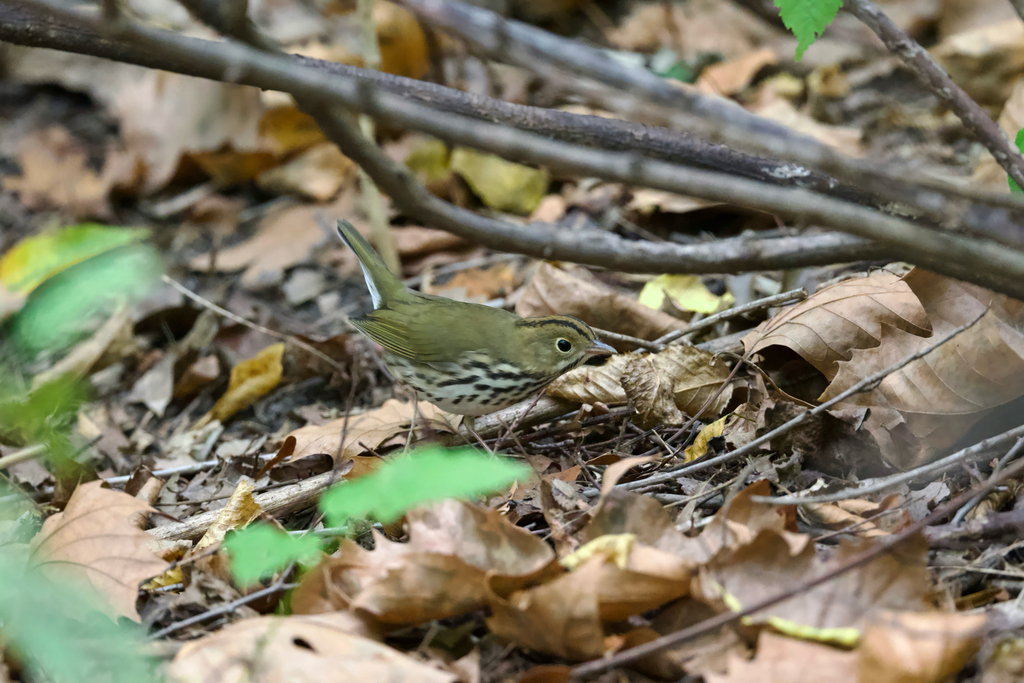 NWF tweet picture