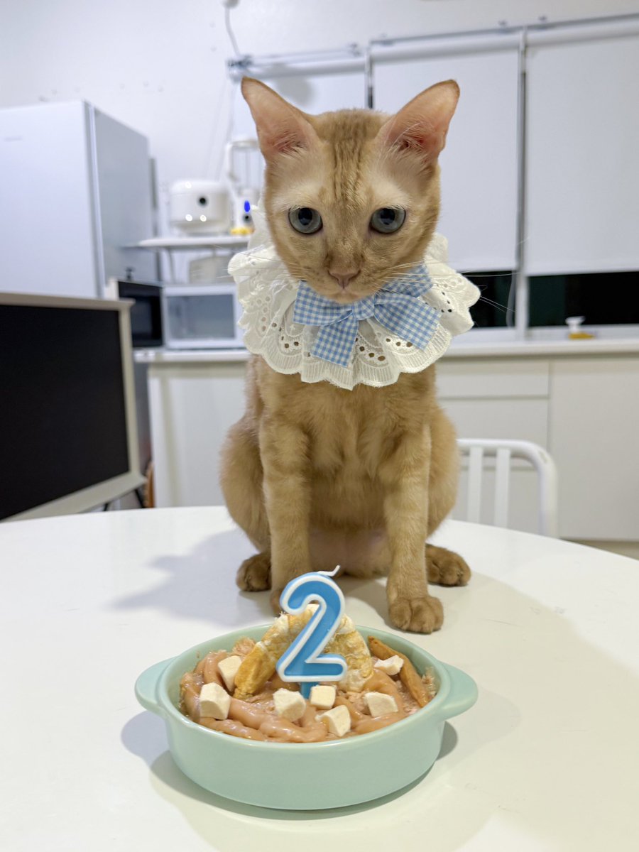 _DNVP2_'s tweet photo. Happy Birthday ยัยเมล 2 ขวบ แล้วค่า ~ สัญญาว่าจะเล่นโยนตุ๊กตาด้วยให้บ่อยขึ้น! 🤣 https://t.co/EwE8h591zw