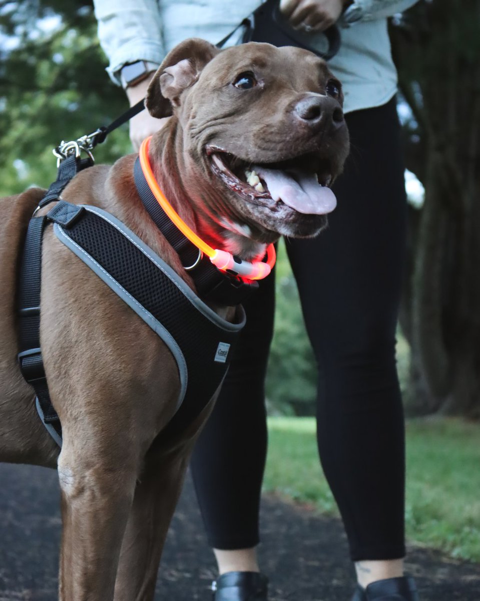 AnimalBehaviorC's tweet photo. Shorter days, same adventures. 🌙🐾 Light up your pup with reflective and glow-up gear from @CoastalPet so they're always seen on evening walks. 💡

Team sunrise walks or team after-dark? 👇

https://t.co/1OiWQF7s0p

#DogSafety #DogMom #FallWalks https://t.co/0ZvDxNNFuo