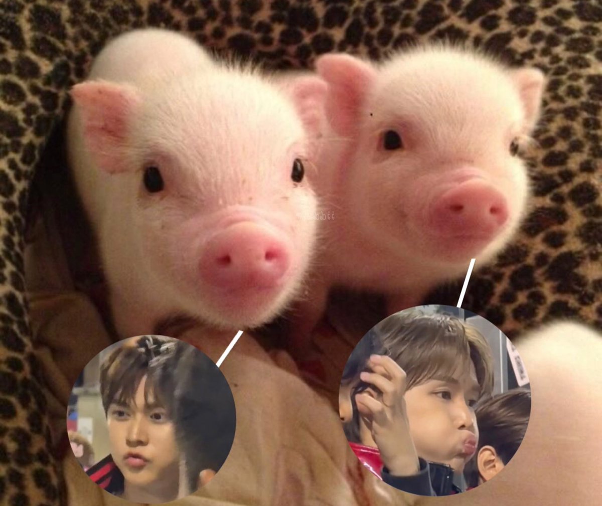 mabbiiahluen's tweet photo. (⚾️) 🐽🐽🫧💘 https://t.co/FSTxuVMGKw