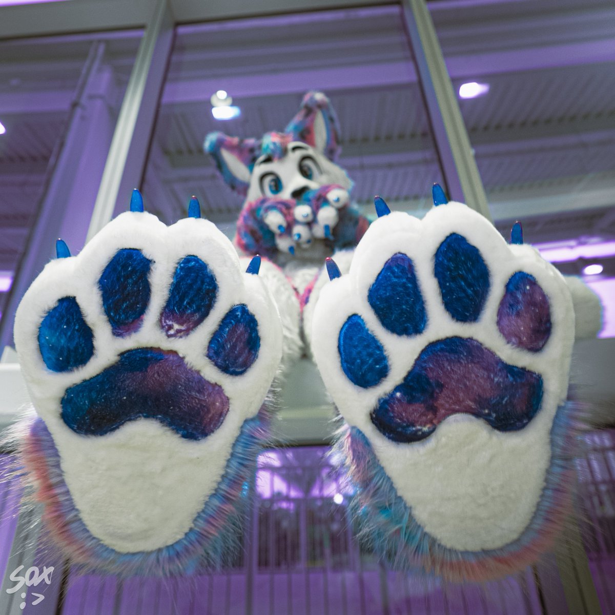 Astra_The_Kitty's tweet photo. ✨🐾 Excuse Me... My Eyes Are Up Here... 😼🐾✨

Let's answer it once and for all... Maws, Paws, or Claws 💅 

📸 - @SilySox https://t.co/ewGcbCNgmb