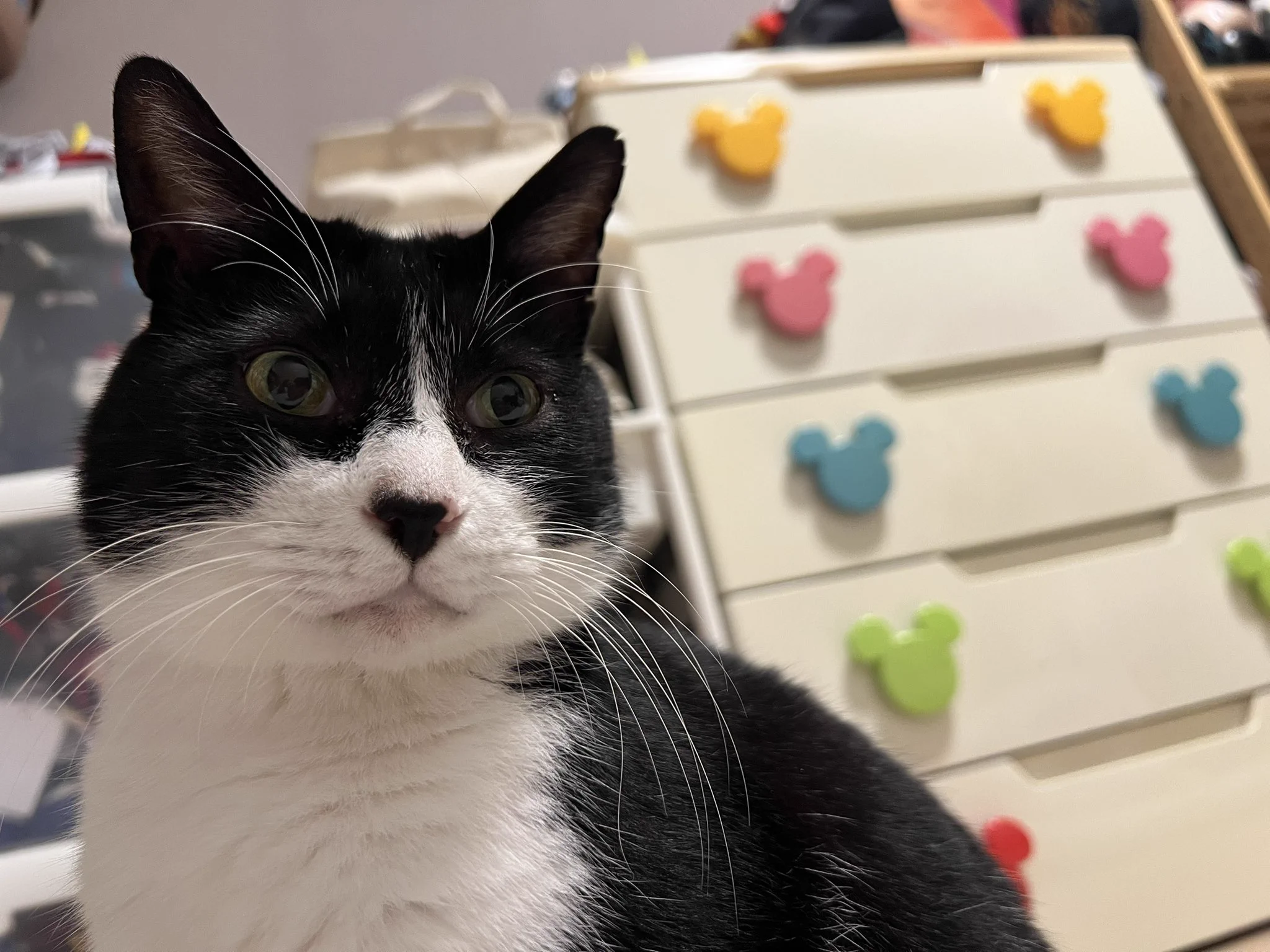 えねこ on X: 