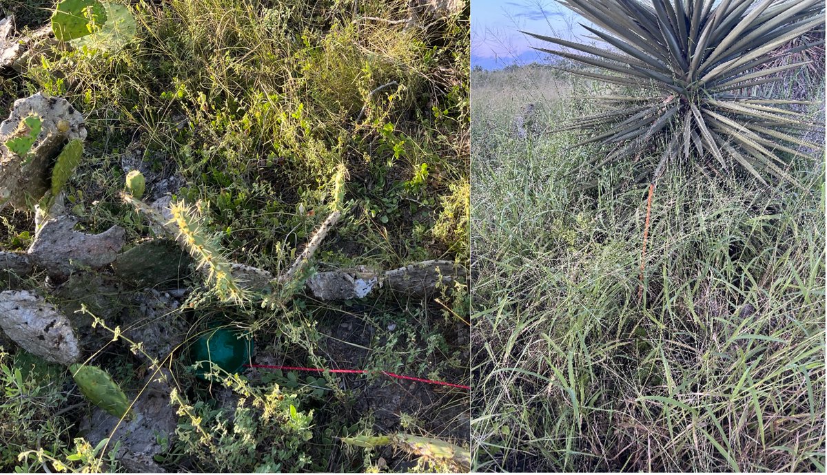 IchsAndHerps's tweet photo. Guerra and Veech analyze the thermal ecology of the Berlandier's Tortoise in this new paper published in Ichthyology and Herpetology. 

DOI link: https://t.co/9bcJECDfds
50-day free access link: https://t.co/0JIRuQugOd https://t.co/hUa6vsuoQX