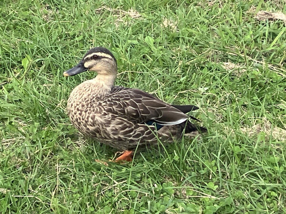 ope26's tweet photo. 岡谷諏訪を去り、甲府を発ち35時間。
もうまた山梨と長野に戻りたい。

桃のビネガーを買い忘れた…🍑 https://t.co/cWoi0vitSZ