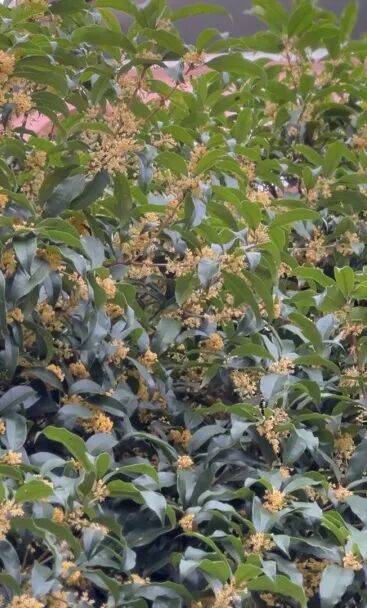 Addhi_setiyawan's tweet photo. When you catch a whiff of sweet osmanthus, your mouth waters immediately.， https://t.co/w10RxDsoU1