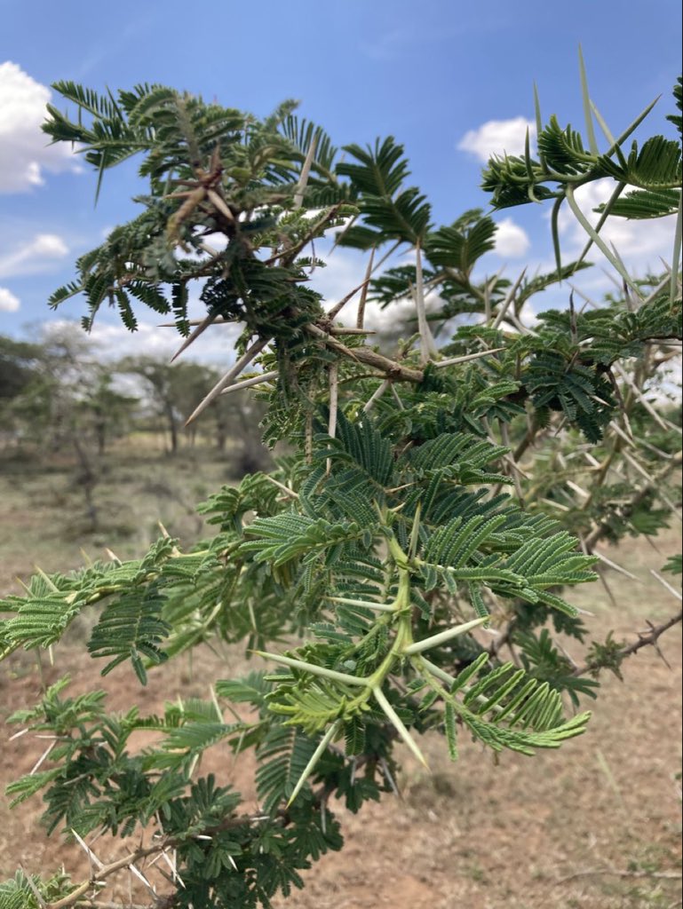 AgroVisionRW's tweet photo. What do you call this tree in your language https://t.co/kFefs9drzn