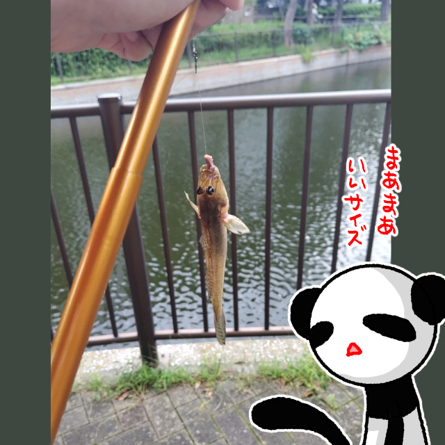 iyapanda's tweet photo. 10がつ6にち
昨日はまたちょと実家に行ってたり疲れ取れ無かったりで日記サボっちゃった！

んで日曜日墨田川イベント行く前の午前中、すぐ近くの瑞光橋公園でハゼ釣りしてたんですがアタリすら無く。
悔しいのでイベント後、木場親水公園を覗いてみるも魚影なし！
最終的に横十間川親水公園にたどり着いて探ってみたらやっと！かわいいハゼちゃんに出会えました♪

…私はこの14㎝しか釣れなかったんですが旦那が調子よくてぽいぽい釣れてビニール袋にハゼちゃん達を入れて氷入れたクーラーボックスへ収納
6時回ってたので晩御飯食べに行ってから帰宅！

よーしハゼちゃん下処理しよう！と塩ドバアして水かけたら元気に息を吹き返してｷﾞﾆｬｰｰ！！！！！
し、絞まってなかったんか…ハゼの生命力ナメてました_(:3 」∠ )_
水中じゃなくても数時間生きてるんだって。ご、ごめんよ…

ちゃんと天丼にして美味しく頂きました！命に感謝ｱｱｱ！

余談：ペダル式ボートにパンダがおった…今度は乗ってみたいかも。
乗ってるぱんちゃんを写真撮りたいって旦那が言うんだけど一人で乗ってるの馬鹿みたいに見えません？？？？？？？←それを撮りたいらしい

#釣行 #横十間川親水公園
