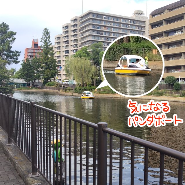 iyapanda's tweet photo. 10がつ6にち
昨日はまたちょと実家に行ってたり疲れ取れ無かったりで日記サボっちゃった！

んで日曜日墨田川イベント行く前の午前中、すぐ近くの瑞光橋公園でハゼ釣りしてたんですがアタリすら無く。
悔しいのでイベント後、木場親水公園を覗いてみるも魚影なし！
最終的に横十間川親水公園にたどり着いて探ってみたらやっと！かわいいハゼちゃんに出会えました♪

…私はこの14㎝しか釣れなかったんですが旦那が調子よくてぽいぽい釣れてビニール袋にハゼちゃん達を入れて氷入れたクーラーボックスへ収納
6時回ってたので晩御飯食べに行ってから帰宅！

よーしハゼちゃん下処理しよう！と塩ドバアして水かけたら元気に息を吹き返してｷﾞﾆｬｰｰ！！！！！
し、絞まってなかったんか…ハゼの生命力ナメてました_(:3 」∠ )_
水中じゃなくても数時間生きてるんだって。ご、ごめんよ…

ちゃんと天丼にして美味しく頂きました！命に感謝ｱｱｱ！

余談：ペダル式ボートにパンダがおった…今度は乗ってみたいかも。
乗ってるぱんちゃんを写真撮りたいって旦那が言うんだけど一人で乗ってるの馬鹿みたいに見えません？？？？？？？←それを撮りたいらしい

#釣行 #横十間川親水公園