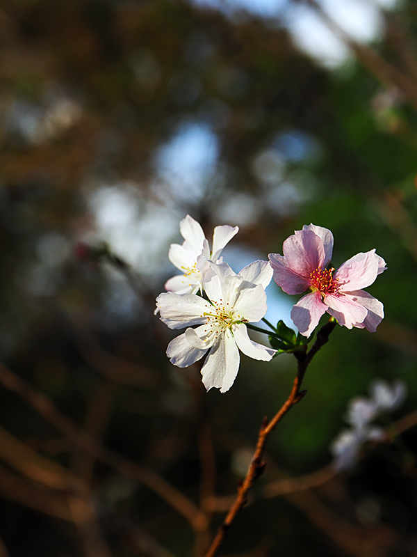 morimodou's tweet photo. 今日の撮って出しシリーズ
1枚目と2枚目
十月桜(ジュウガツザクラ)
3枚目
くまのプーサン(スマイル・ハニー・ローズ)が咲いていました。
#神代植物公園 https://t.co/aZzaI04n2O