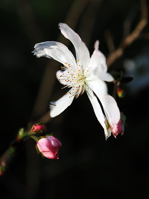 morimodou's tweet photo. 今日の撮って出しシリーズ
1枚目と2枚目
十月桜(ジュウガツザクラ)
3枚目
くまのプーサン(スマイル・ハニー・ローズ)が咲いていました。
#神代植物公園 https://t.co/aZzaI04n2O
