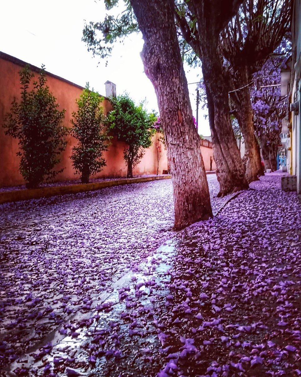 Octavio_01's tweet photo. Esta calle se conoce como “Las Jacarandas” (por obvias razones); así lució después de la lluvia, de anoche 
Los árboles no saben de tristezas, solo de belleza. https://t.co/L8MuvOmb8R