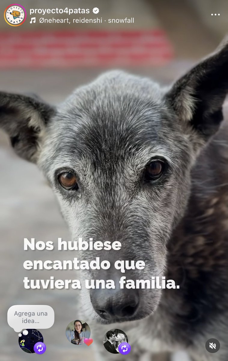 salvinamusica's tweet photo. Toda su vida en el refugio 4 patas. Los mismo que salvaron a Agustín, el perrito mutilado por la Municipalidad de @gustavomenendez 
Ya está viejo y con achaques. Empezó siendo negro. Esos perros negros que nadie quiere. Y ahora es gris. Como lo que fue su vida hasta ahora.
¿Te animás a adoptarlo y realizar la obra de amor más grande que se pueda hacer con un perro? Argos esperó a Odiseo 20 años. 
Kai hace 11 que espera. Al menos desde que llegó al refugio.
El este link está el la publicación y el Instagram y podés contactarlos.
¿Hecemos posible que llegue esa persona que lo ame para siempre con un rt?
GRACIAS 

https://t.co/FlWSIdI1GV