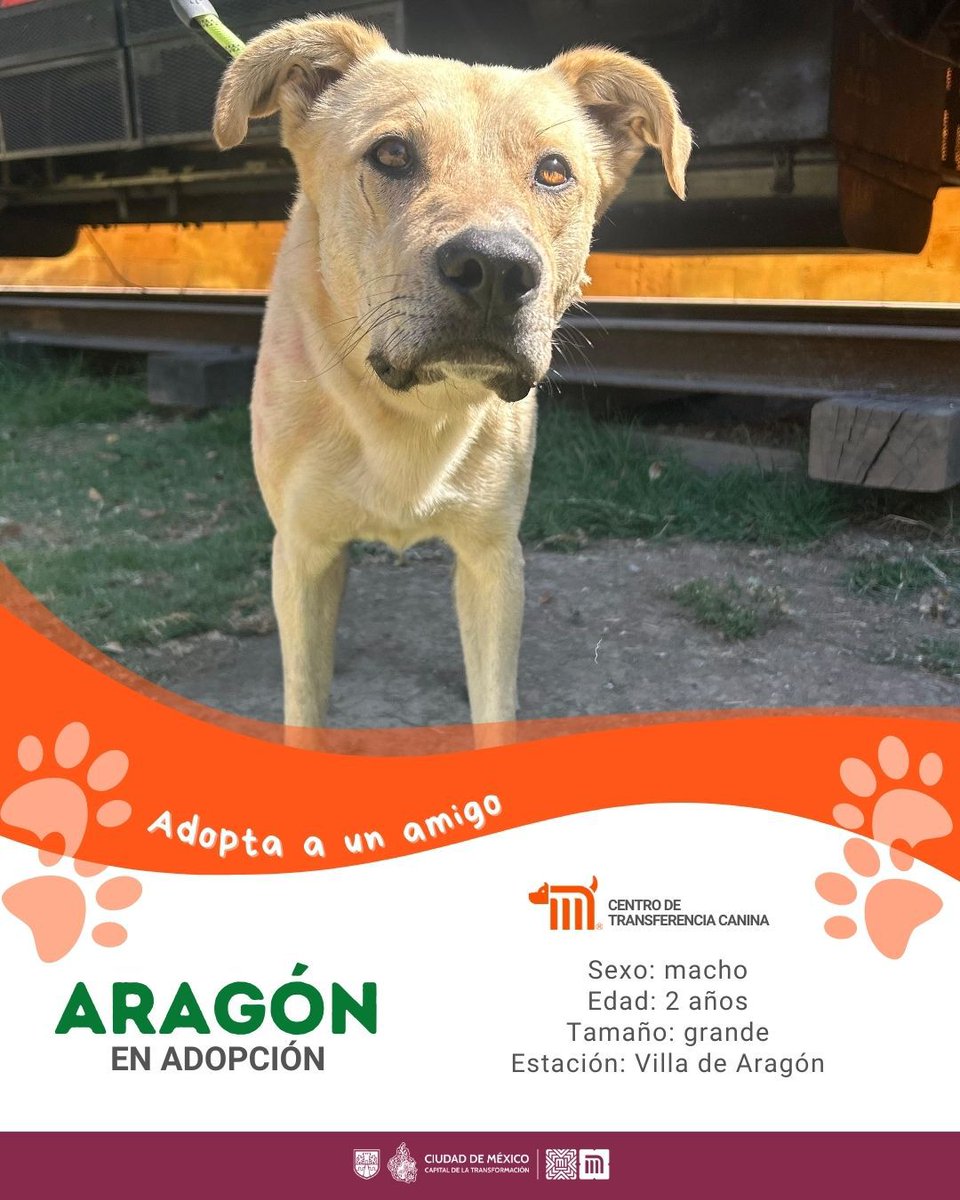 MetroCDMX's tweet photo. "Aragón" está en busca de una familia, si deseas darle la oportunidad de ser adoptado comunícate con el @ctcdelmetro, vía e-mail a: ctc@metro.cdmx.gob.mx  
Consulta requisitos de adopción en 👉🏼https://t.co/xNrimzP31l 🐾  #AdoptaNoCompres 🐶🏡 https://t.co/9jMCdUo0JN