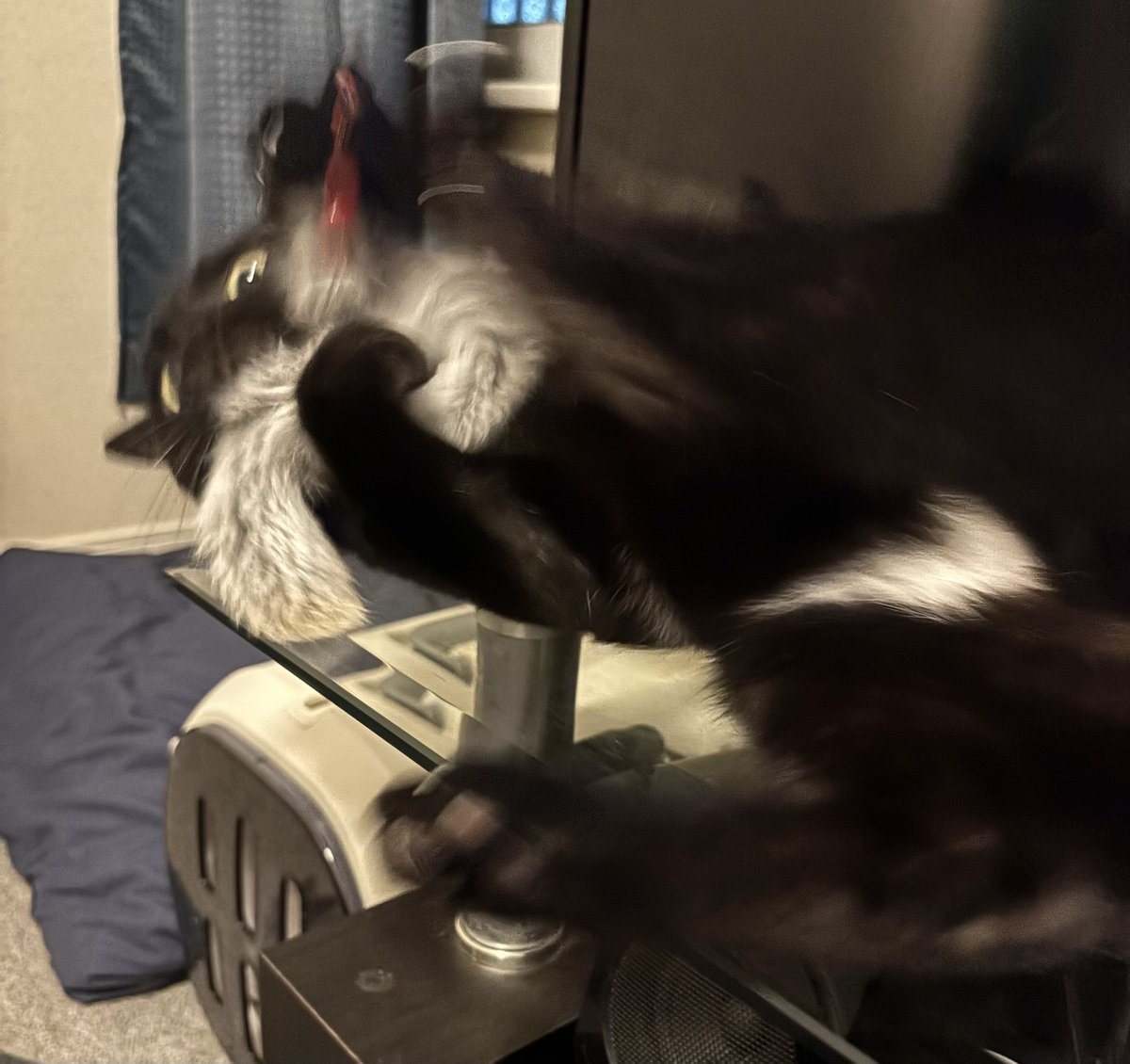 barkley34977's tweet photo. 「ﾊｯ…わしの肩にのってきただと…？」

└(:3」┌)┘))ｼﾞﾀﾊﾞﾀ

「ﾌｯ…たわいもないのぅ…出直してくるとよい…わしはいつでも待っておるぞ(歓喜)」 https://t.co/nkbWVfFyeI