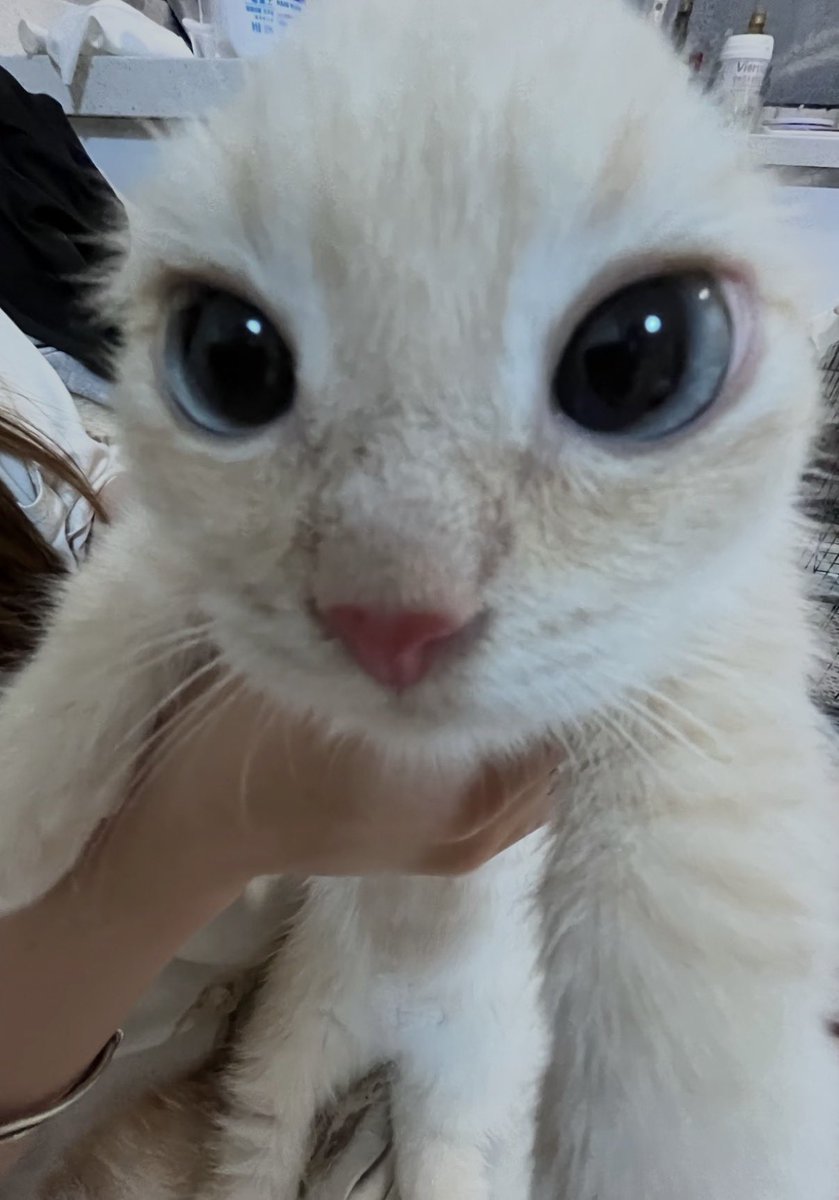 twaniimals's tweet photo. https://t.co/8SEUCBGevZ