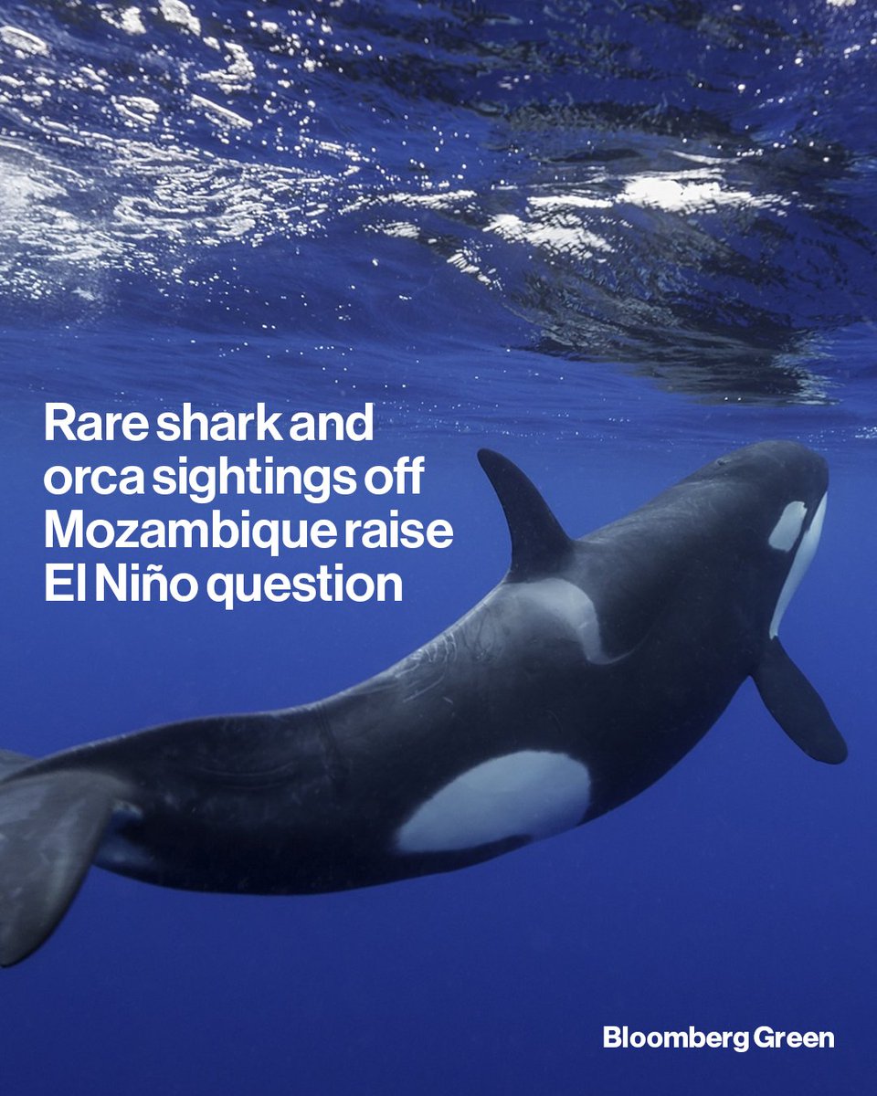 climate's tweet photo. Growing numbers of orcas and whale sharks have started appearing off the coast of Mozambique, in an unusual development that’s coincided with the formation of the El Niño weather cycle. Read more: https://t.co/Su13i4SjuJ

📷: Getty Images https://t.co/lkadjrHrkX