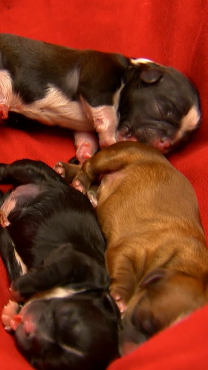 A close-up shows three newborn puppies—two black and one brown—sleeping soundly together on a bright red blanket.