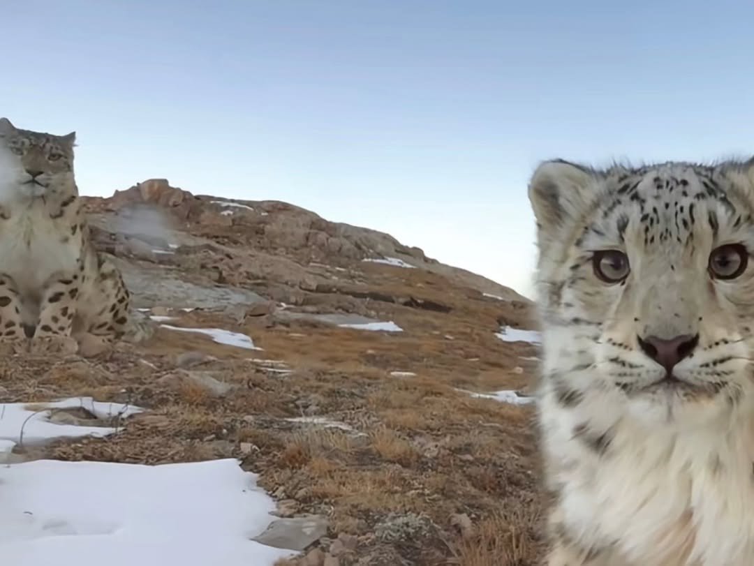 LionInCrisis's tweet photo. animals staring at the trail cam 

a thread: https://t.co/TUpp8IjqQW