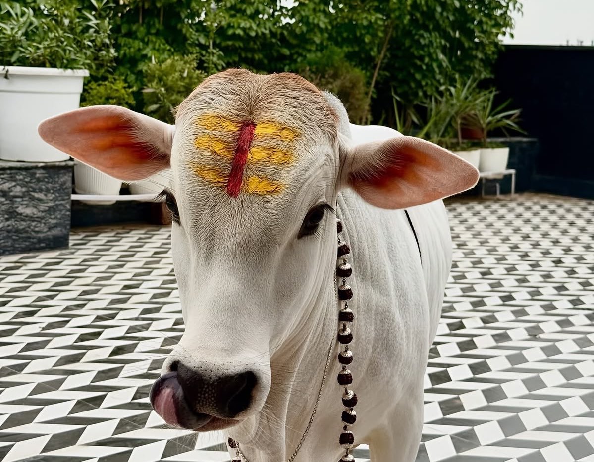 reallysroll's tweet photo. Even this cow will get more likes than this pappu. https://t.co/SIsrZlDb91