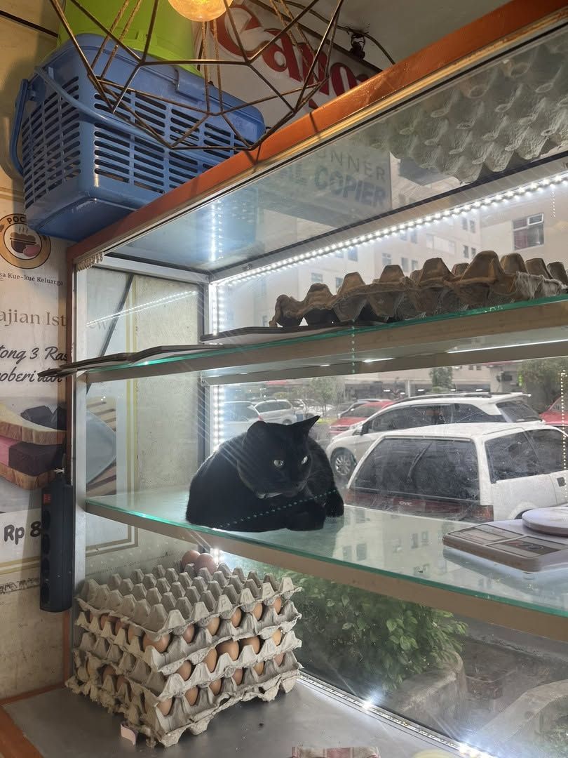 CatWorkers's tweet photo. Guarding the eggs. https://t.co/0CHFkzDXH5