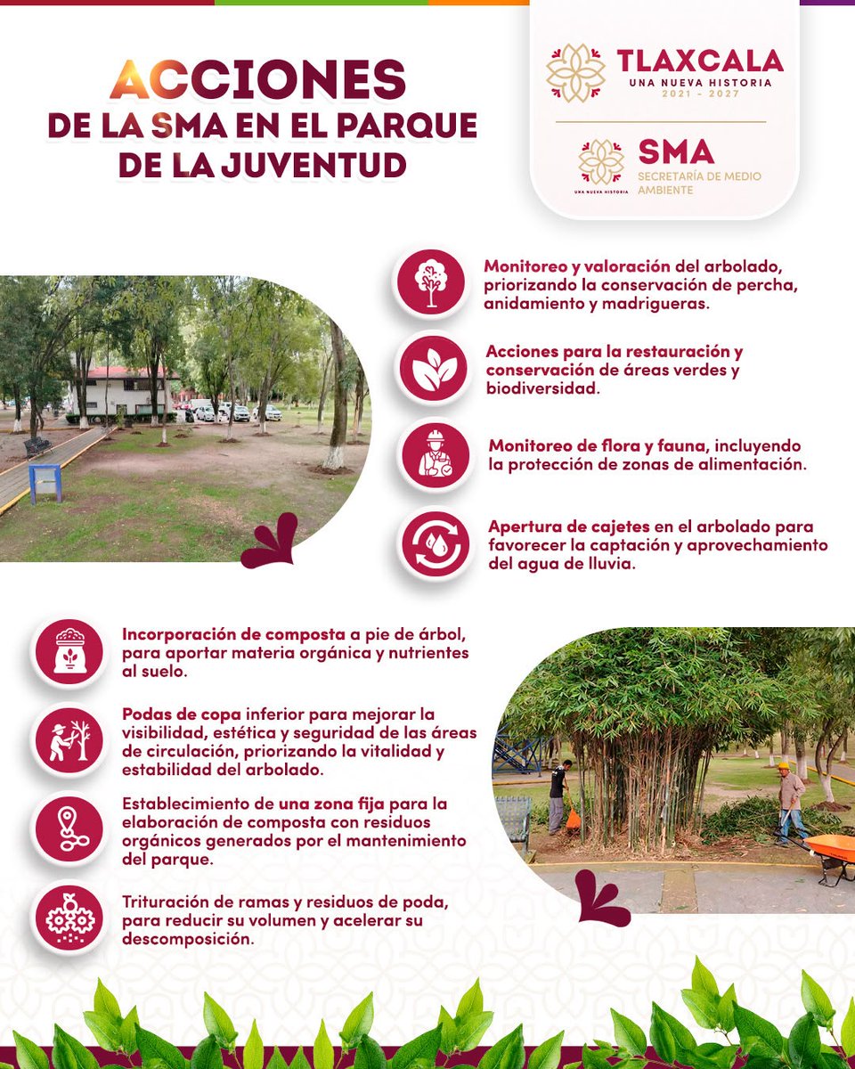 CEPC2025's tweet photo. La SMA trabaja en el Parque de la Juventud:

🌳 Monitoreo de arbolado y fauna
💧 Cajetes para captar lluvia
♻️ Composta y triturado de ramas para nutrir el suelo
🌿 Podas para mayor seguridad y vitalidad

¡Un parque más verde y seguro para Tlaxcala!

#UnaNuevaHistoria ♦️ https://t.co/zqV9iTlZyv