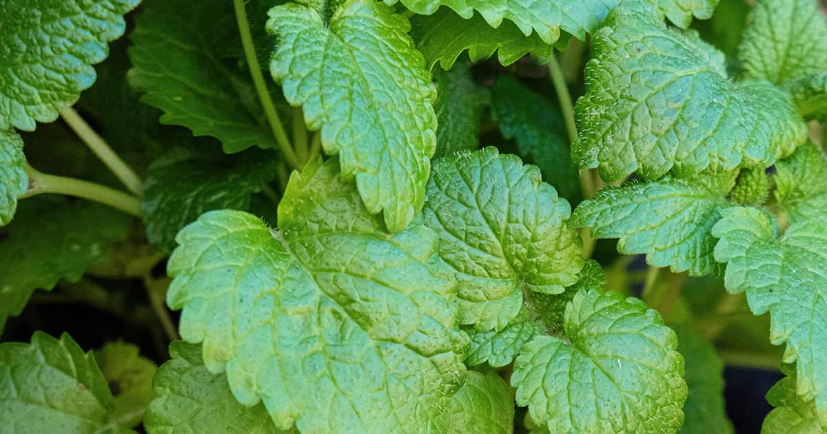Gardeners_Path_'s tweet photo. Tips for Growing Lemon Balm Indoors - Lemon balm is an aromatic herb with refreshing, citrusy leaves. You can enjoy them year round by growing this herb indoors. Learn how on Gardener's Path. #houseplants #herbs #lemonbalm https://t.co/jHOEYkoqut https://t.co/PLEXzo8v5y