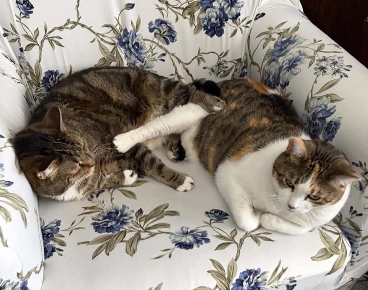 VirtualKelly's tweet photo. Fern is a menace. Poor Steve was sleeping soundly before she invaded his space. https://t.co/icx5anOdHp