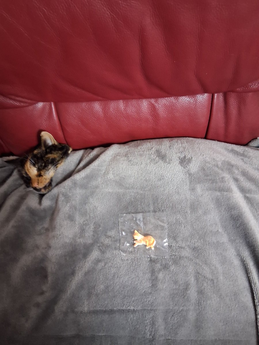 HorderCat's tweet photo. Is kammy hording a bagd cat toy https://t.co/ilzLvqU0xy