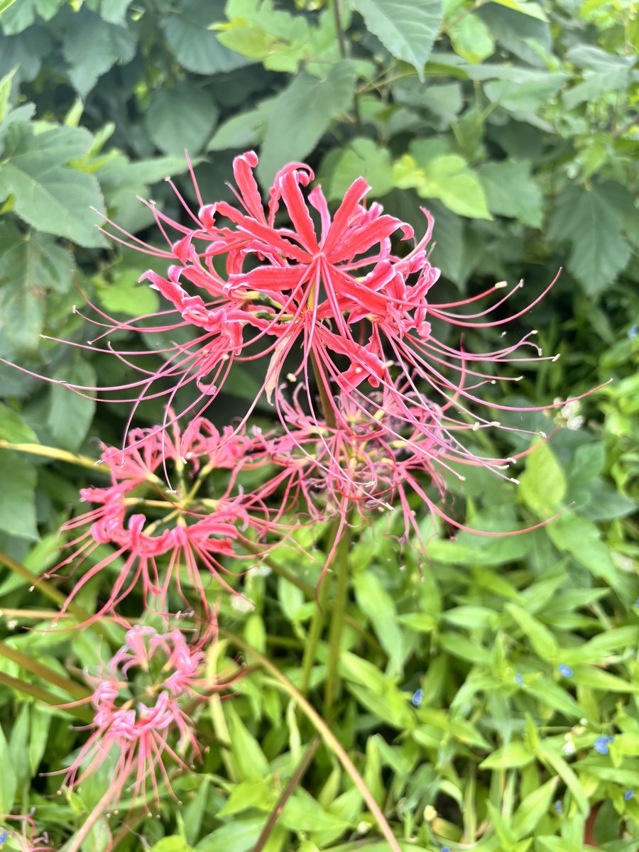 nchan2277's tweet photo. このまえ 生まれて初めて彼岸花みた！
実在するんだぁ…って思った！

踏切りも、高架橋に電車が走ってるのも、
駅前の雰囲気も、三角の屋根の家が多いのも
すごく新鮮で毎日が楽しい 🌿

はじめて見るものいっぱい見つけるぞ 💭🎶 https://t.co/IMuMEKG3Vy