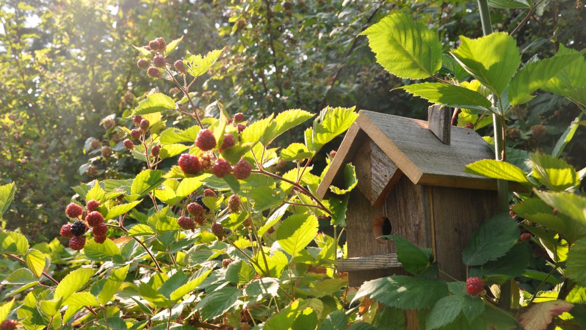 OneTVca's tweet photo. Escape to the garden with our award-winning series exploring the physical, mental, and social benefits of gardening, especially as we age.

#AgelessGardens airs Monday to Friday at 7:30 &amp; 9:30pm ET / 4:30 &amp; 6:30 PT! https://t.co/1WOcuZ53Ys https://t.co/KvPmTLb1wH