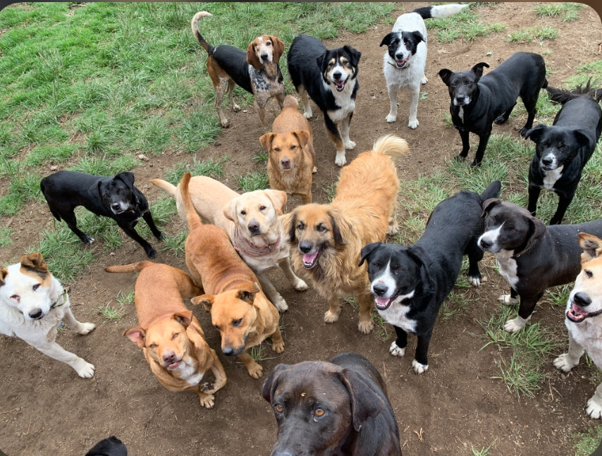 RefugiOceaniCAN's tweet photo. 🐾 USTEDES SON NUESTRO SOSTÉN, NUESTRA FUERZA PARA SEGUIR 🐾

Hola amigos, familia de Oceanican 💛

Les hablo con el corazón en la mano.

Nosotros aquí adentro, todos los días, les damos lo que tenemos: les damos amor, les damos atenciones, les curamos sus heridas, les limpiamos sus espacios con mucho esfuerzo para que duerman sequitos y calientitos.

Pero ustedes... ustedes son los que hacen el milagro.

Ustedes son quienes con sus patitas de ayuda 🐾 mandan las croquetas que llenan sus pancitas y también nuestro espíritu. Sin ustedes, nosotros no podríamos.

Hoy nuestras bodegas están vacías. Tenemos muchas boquitas como I Like y Calvin que nos miran con esperanza, que ya sufrieron mucho en la calle y que ahora solo saben mover la colita agradecidos.

¿Nos ayudas a llenar sus pancitas hoy?

Cualquier costalito, cualquier kilito, cualquier pesito suma. No es solo croqueta, es decirles "no están solos, sí importan".

Si quieres ser parte de esta cadena de amor, aquí puedes ayudarnos:
Azteca clabe: 127180013445630838 
Banorte clabe: 072180013252156100
BBVA clabe: 012180029738436107
a nombre de Areli
https://t.co/1pRdLdajHz: https://t.co/CmmanDp8o8

🌟Wishlist:
https://t.co/4XLEHGoqHu

De todo corazón, gracias por sostenernos. Gracias por ser nuestra fuerza.

Con amor,
Familia Oceanican y todos los perritos que rescatamos 💜🐶🐾

#PatitasDeAyuda #Oceanican #AyudaConCroquetas