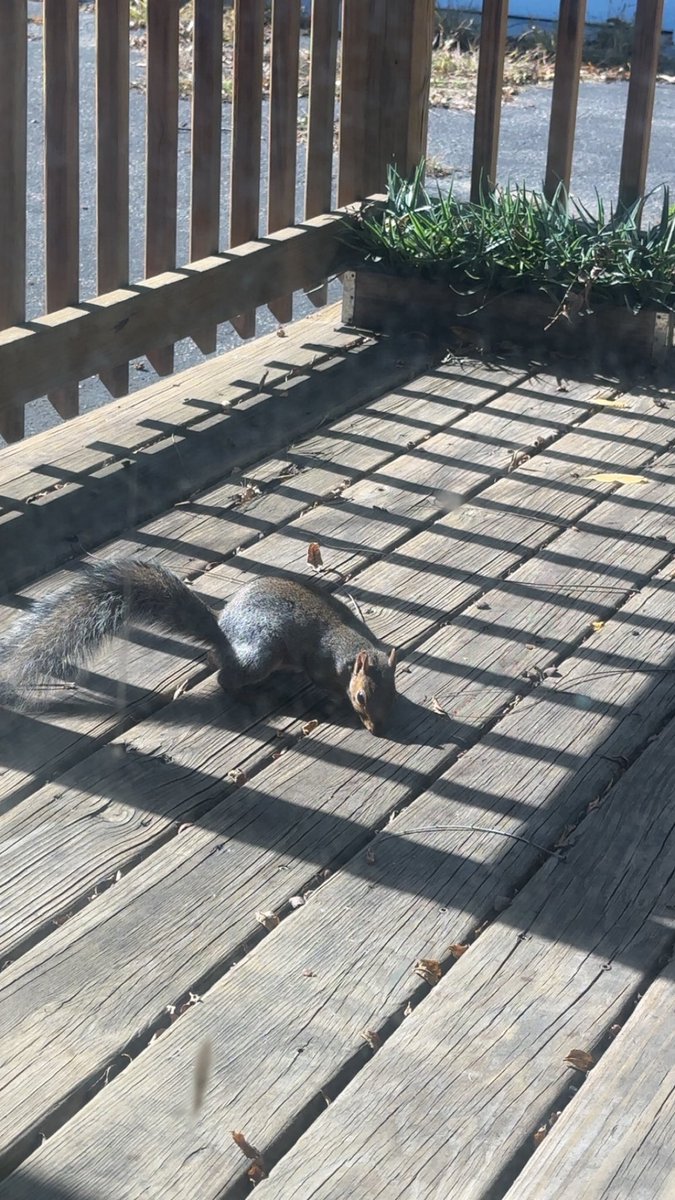bladeederp's tweet photo. squirrels are all i look forward to everyday https://t.co/JinXXVpPzE