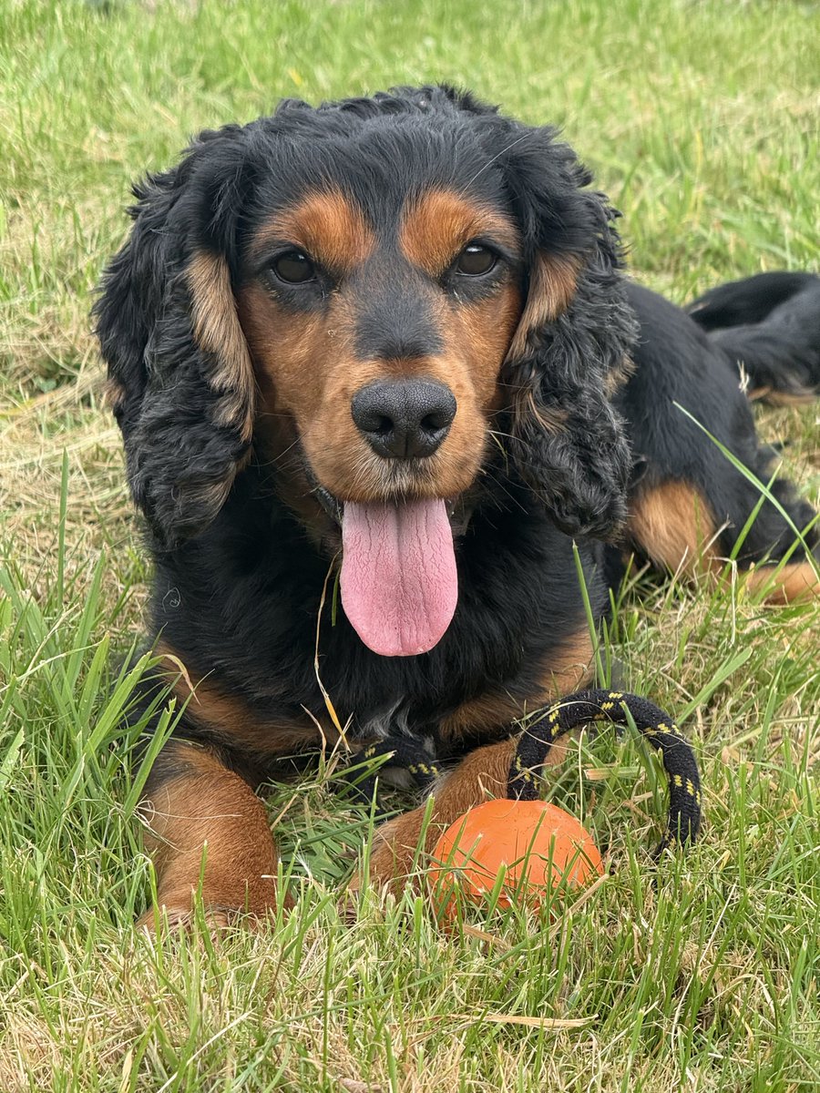 WYPDogs's tweet photo. Sweet little PD Buster is in kennels during the week whilst his dad works hard to train a potential new police dog. 
PD Buster is a drugs cash and firearm detection dog and loves his job and also his ball. 
He also likes to pull silly faces when the camera comes out. https://t.co/yrmuqItdkB
