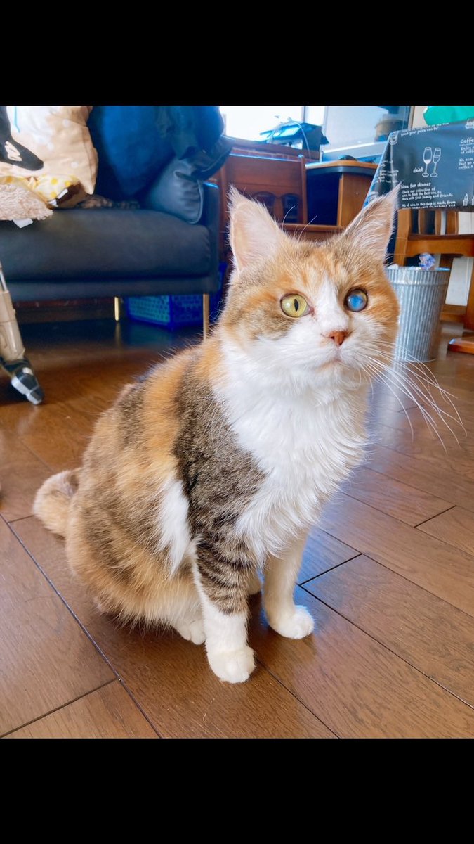 cat_akubi's tweet photo. 夜中だし、あおちゃんビフォアフでも置いておくか https://t.co/U286cFu8B0