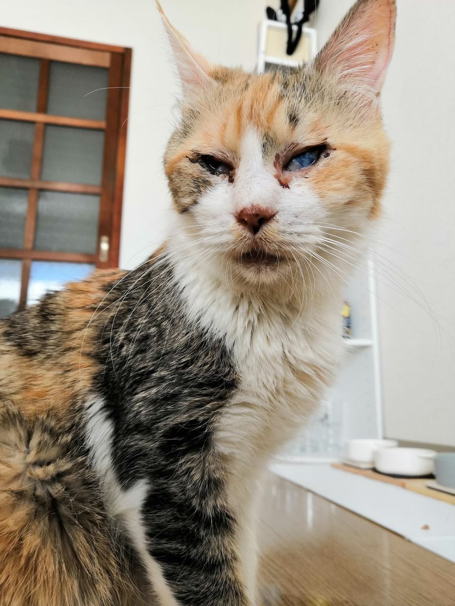 cat_akubi's tweet photo. 夜中だし、あおちゃんビフォアフでも置いておくか https://t.co/U286cFu8B0