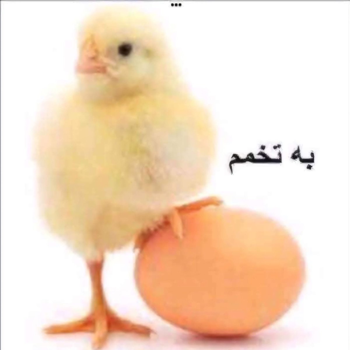 Iman_azad_'s tweet photo. @Haniyehby #مرگ_بر_جمهوری_اسلامی_ومزدوران_حرامزاده‌اش https://t.co/JicnbhbPv3