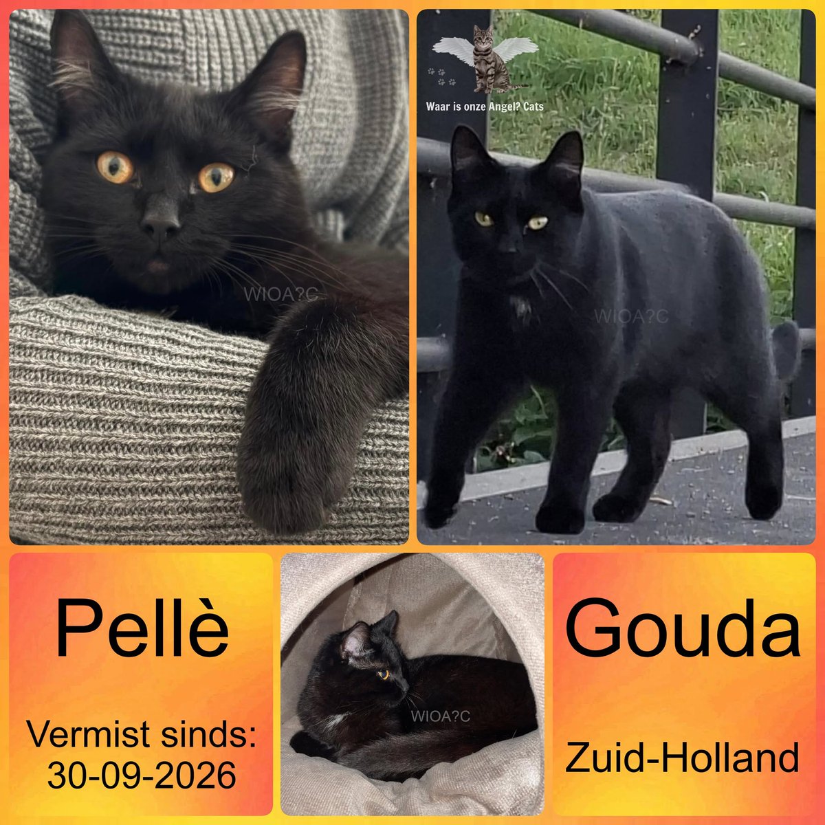 waarisonzeangel's tweet photo. Pellé #Vermist sinds 30-09-2026 te #Gouda #ZuidHOlland

https://t.co/JLkJbHYCBR https://t.co/DYCUw0SuHB