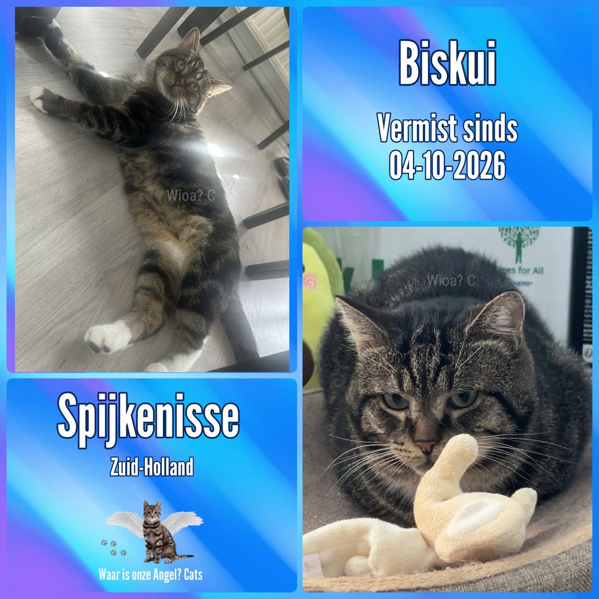 waarisonzeangel's tweet photo. Biskui #Vermist sinds 04-10-2026 te #Spijkenisse #ZuidHolland 

https://t.co/tFu2BiXDPv https://t.co/sPn5rnsXKh