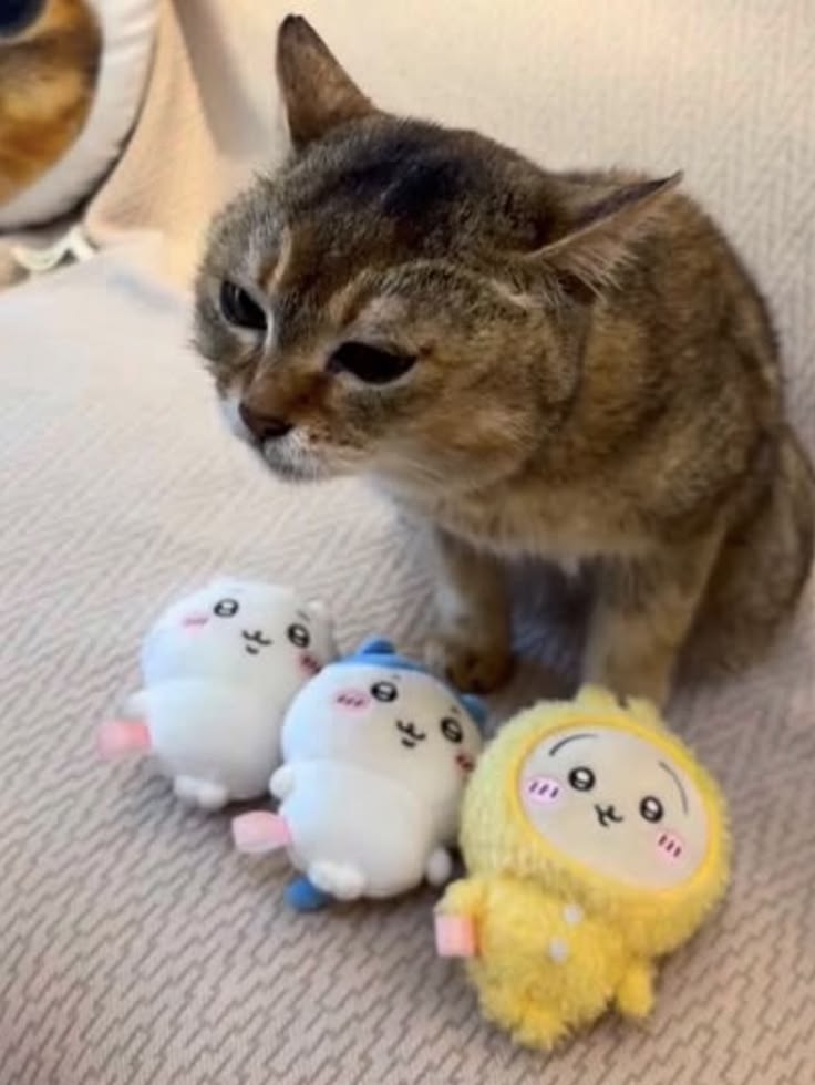 zuliexbb's tweet photo. Oh wow, Mei Mei has made some friends https://t.co/iVuSDqbpzl